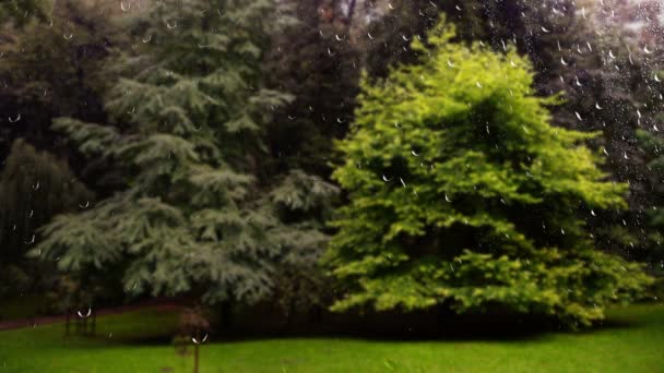 Abeto Parque Durante Chuva Vista Janela Gotas Chuva Vidro — Vídeo de Stock