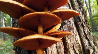 Pholiota aurivella. Ağaç gövdesinde orman mantarları.