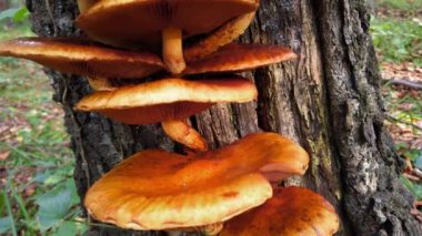 Pholiota aurivella. Ağaç gövdesinde orman mantarları.