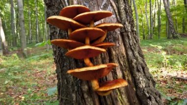 Pholiota aurivella. Ağaç gövdesinde orman mantarları.