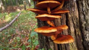 Pholiota aurivella. Ağaç gövdesinde orman mantarları.