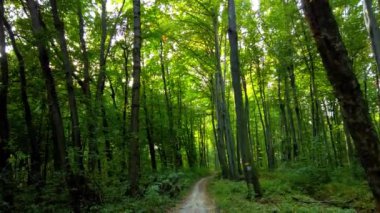 Orman yolu. Hareket halinde çekim.