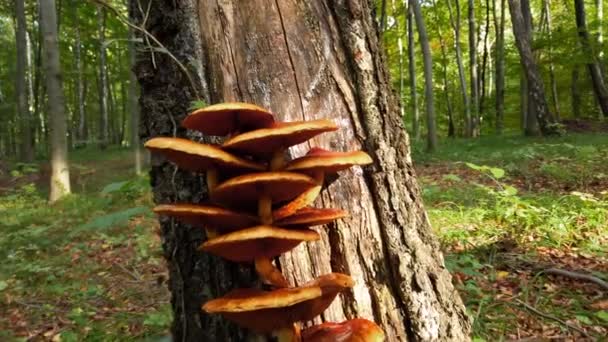 Pholiota Aurivella Bos Champignons Boomstam — Stockvideo