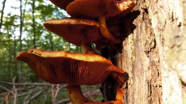 Pholiota Aurivella Cogumelos Floresta Tronco Árvore — Vídeo de Stock