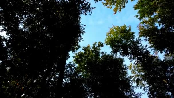 Ramos Árvores Contra Pano Fundo Céu — Vídeo de Stock