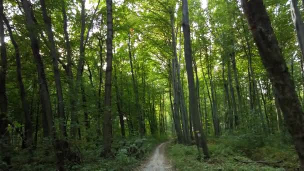 Лісова Дорога Стрілянина Русі — стокове відео