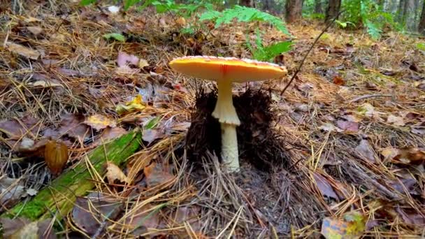 Fliegenpilz Herbstwald Amanita Muscaria — Stockvideo