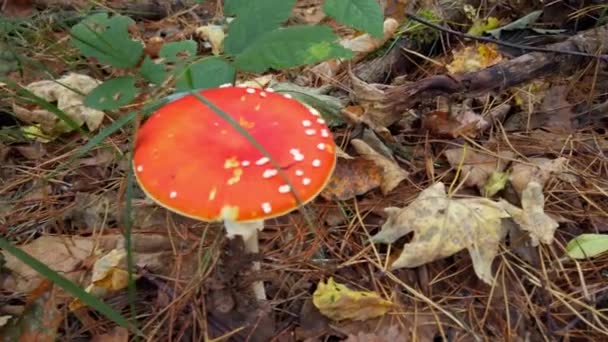 Mouche Champignon Agarique Dans Forêt Automne Amanita Muscaria — Video