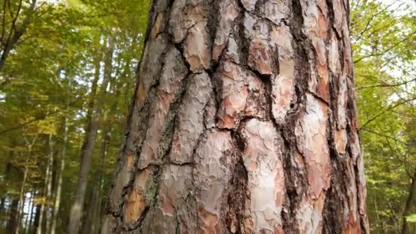森の松 樹皮や木の幹を撮影 — ストック動画