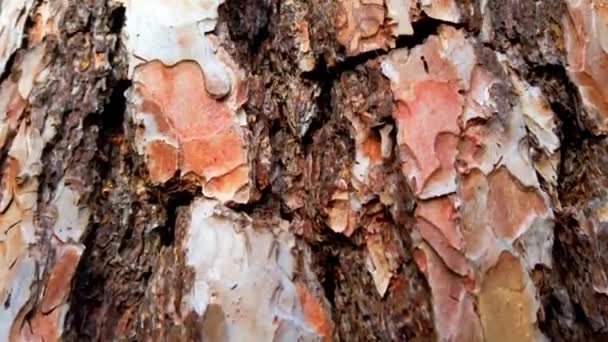 森林里的松树 树皮和树干都在射击 — 图库视频影像