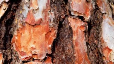 Ormanda çam ağacı, ağaç kabuğu ve ağaç gövdesi vuruyor..