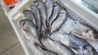 Soğumuş dorado balığı, deniz çamı ya da süpermarkette plastik bir kutuda Sparus aurata..