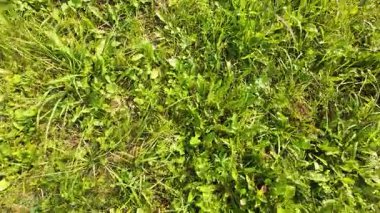 Yabani otlar, bitkiler, otlar ve çiçeklerle dolu bir tarla..