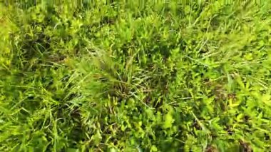 Yabani otlar, bitkiler, otlar ve çiçeklerle dolu bir tarla..