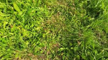 Vahşi bitkiler ve çiçekler arasında bir patika.