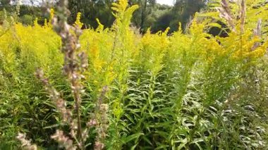 Solidago canadensis ya da çayırdaki Kanada altın çubuğu.