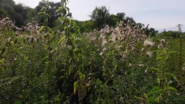 Yabani otlar ve devedikeni, sirsiyum arvense, Carduus gibi bitkilerle dolu bir tarla..