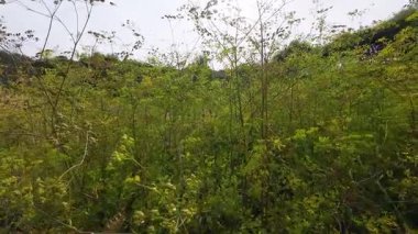 Bir tarla dolusu yabani çiçek ve rezene, moringa oleifera ve baldıran otu gibi bitkiler..