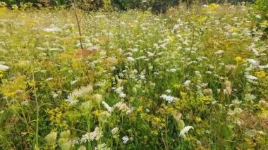 Daucus Carota, Achillea Millefolium ve diğer yabani ot ve çiçeklerin hakim olduğu bir kır çiçeği tarlası..