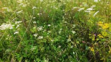 Daucus Carota, Achillea Millefolium ve diğer yabani ot ve çiçeklerin hakim olduğu bir kır çiçeği tarlası..