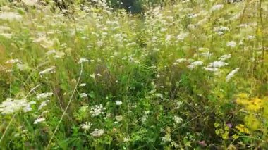 Daucus Carota, Achillea Millefolium ve diğer yabani ot ve çiçeklerin hakim olduğu bir kır çiçeği tarlası..
