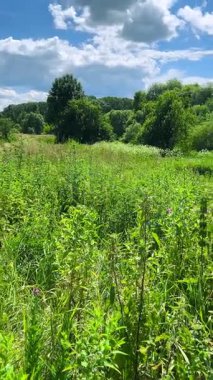 Yabani bitkiler, çiçekler ve uzun otlarla dolu bir tarla. Dikey video.