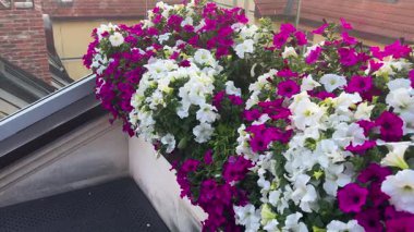 Kırmızı ve beyaz petunya çiçekleri eski bir Avrupa şehrinin mimarisinin arka planına karşıdır.