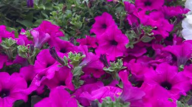 Kırmızı ve beyaz petunya çiçekleri eski bir Avrupa şehrinin mimarisinin arka planına karşıdır.