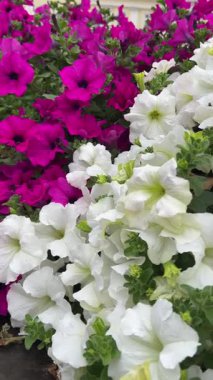 Kırmızı ve beyaz petunya çiçekleri. Dikey video.