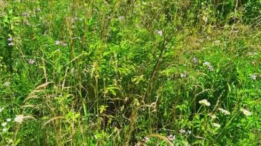 Yabani bitki ve çiçeklerle dolu bir yaz çayırı, özellikle Coronilla Varia..