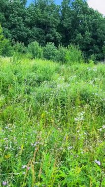Yabani bitkiler, çiçekler ve yeşil otlarla dolu bir çayır. Dikey video.