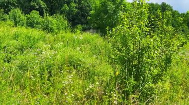 Yabani bitkiler, çiçekler ve yeşil otlarla dolu bir çayır..