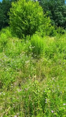 Yabani bitkiler, çiçekler ve yeşil otlarla dolu bir çayır. Dikey video.