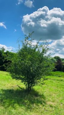 Yeşil çimlerin arasındaki bir çayırda Hawthorn ağacı. Dikey video.