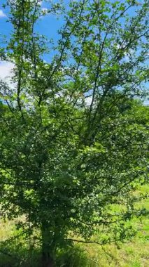 Yeşil çimlerin arasındaki bir çayırda Hawthorn ağacı. Dikey video.