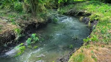Çimenli bir kıyıdan akan temiz suyu olan bir nehir..
