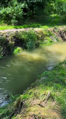 Çimenli bir kıyıdan akan temiz suyu olan bir nehir. Dikey video.