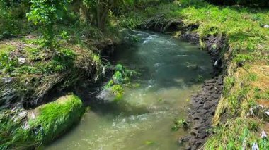Çimenli bir kıyıdan akan temiz suyu olan bir nehir..