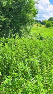Isırgan otu (Urtica dioica L.) ile kaplanmış vahşi bir alan. Dikey video.