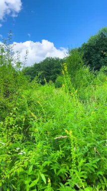 Vahşi bitkiler ve çiçeklerle dolu bir yaz çayırı. Dikey video.