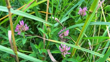 Çiçekler ve yabani bitkilerin yaprakları üzerinde gümüş Y veya Autographa gama kelebeği.