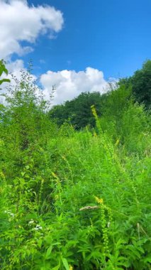 Yabani bitkilerle, çiçeklerle ve uzun otlarla dolu bir çayır. Dikey video.
