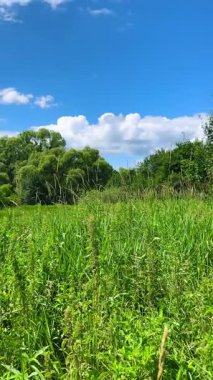 Yabani bitkiler, çiçekler ve uzun otlarla dolu bir tarla. Dikey video.