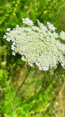 Yabani bitkiler ve çiçeklerle, özellikle de yaban havucu (Daucus carota) ile bir çayır. Dikey video.