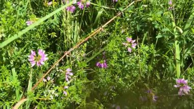 Yabani bitki ve çiçeklerle dolu bir yaz çayırı, özellikle Coronilla Varia..