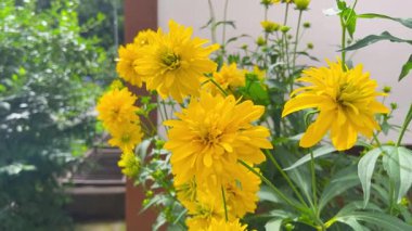 bahçede sarı heliopsis çiçekleri.