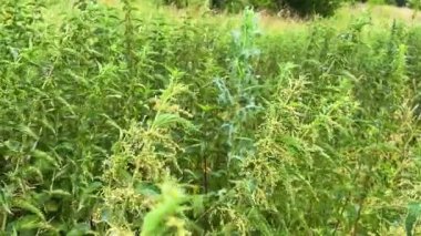 Isırgan otlu çayır (Urtica dioica).