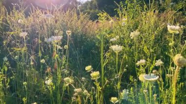 Yabani bitkiler ve çiçeklerle dolu bir çayır, özellikle yaban havucu (Daucus carota).