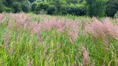 Melinili çayır pişman oldu..