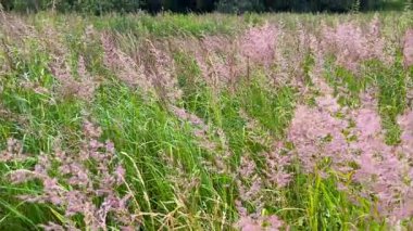 Melinili çayır pişman oldu..